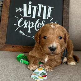 Cutter - Red  male Goldendoodle puppy in Camden, North Carolina from Oopsie Doodles of NC