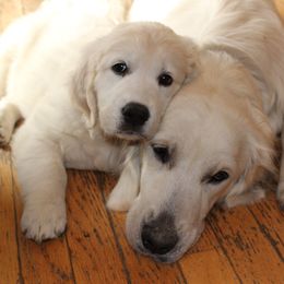 Golden Retriever Puppies from Hope Hollow Retrievers