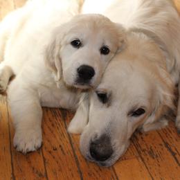 Golden Retriever Puppies from Hope Hollow Retrievers