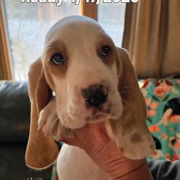 Angel - Lemon and white female Basset Hound puppy in Princeton, Minnesota from Blissful Basset Hounds