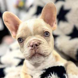 Boy 4 - Cream male French Bulldog puppy in Walnut, California from Flores Frenchies