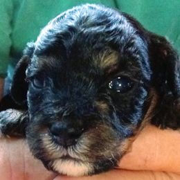 Girl 1 - female Cavapoo puppy in Salisbury, North Carolina from Carolina Canines