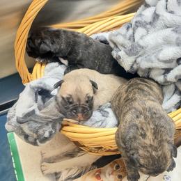 Bullmastiff puppies from Fernandes’ Guardians Bullmastiff and French Bulldogs