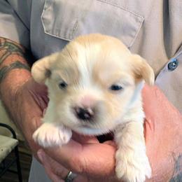 Koda - Cream male Lhasa Apso puppy in Fort Worth, Texas from Cynthia's Lhasa Apsos