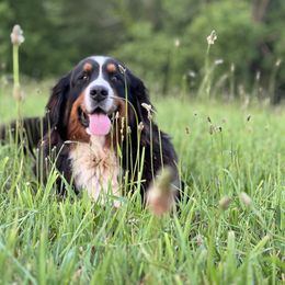 Raine - Bernese Mountain Dog