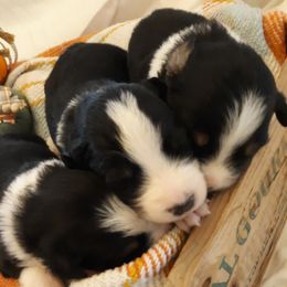 Australian Shepherd and Olde English Bulldogge Puppies from Patchwork Kennels