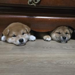 Shiba Inu Puppies from Diwasou