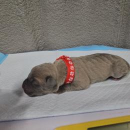 Red collar - Gray and fawn male Cane Corso puppy in Fritch, Texas from Carrie Brown's Cane Corsos