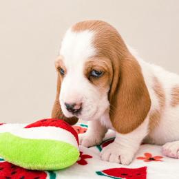 Xyler - Red and white male Basset Hound puppy in Denison, Texas from Emma Lou's Baby Bassets