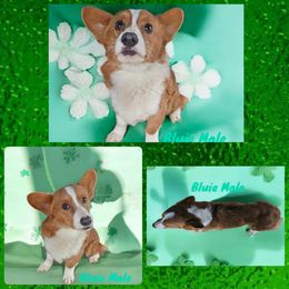 Male 4 - White and red Pembroke Welsh Corgi puppy in Unicoi, Tennessee from Unaka Mountain Corgis