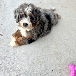 Aussiedoodle and Bernedoodle Puppies from LolliPop Farms