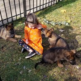 German Shepherd Puppies from Tonkerhaus
