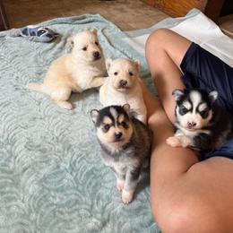 Pomsky puppies from Hemlock Pines Pomsky
