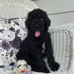 Fern - Black male Poodle puppy in Dayton, Texas from Wolfe Island Poodles