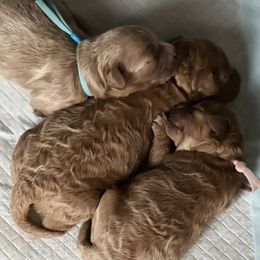 Cavapoo Puppies from Freckles Family Cavapoos