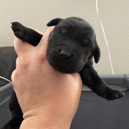 Black male 2 - Black male Labrador Retriever puppy in Menifee, California from The Golden Leash Kennels