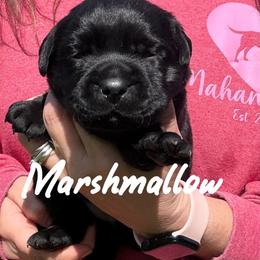 Marshmallow - Black female Labrador Retriever puppy in Petersburg, Kentucky from Mahan Labs