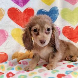 Maisy - Dapple female Dachshund puppy in Hudson, Michigan from Mittentail Kennel Miniature Dachshunds