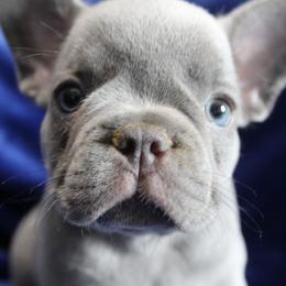 French Bulldog Puppies from R & S Frenchies