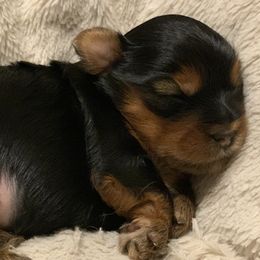 Yorkshire Terriers from Veronica & Her Cute Yorkies