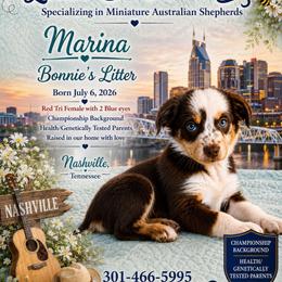 Boy 4 - male Miniature Australian Shepherd puppy in Nashville, Tennessee from Little B’s Aussies