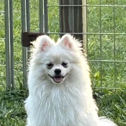 Echo - Cream female Pomeranian puppy in Interlachen, Florida from DK DARLINGS