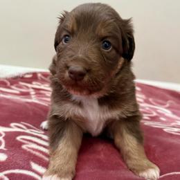Aurora - Red tri-color female Australian Shepherd puppy in East Hartford, Connecticut from CT Aussies
