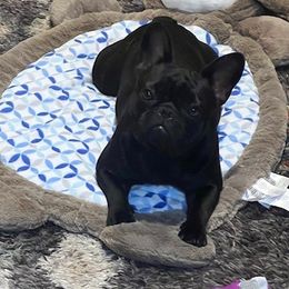 Cora Bell - French Bulldog