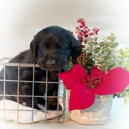 Dustin - Black male Labrador Retriever puppy in Isle, Minnesota from Dog Ear Outfitters