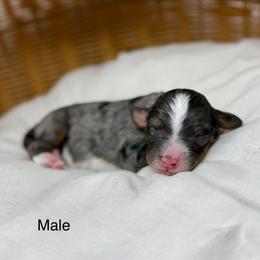 Male 1 - Blue merle male Bernedoodle puppy in Sterling, Colorado from North 40 Doodles