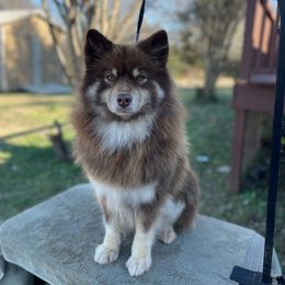 Batatti - Finnish Lapphund
