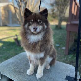 Batatti - Finnish Lapphund