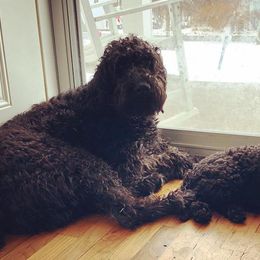 Australian Labradoodles and Labradoodles from Stonegate Labradoodles