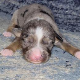 Feldspar - Blue merle male Miniature Australian Shepherd puppy in Sunbury, Pennsylvania from Elemental Mini Aussies