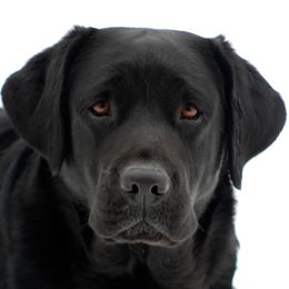 Sky  - Labrador Retriever