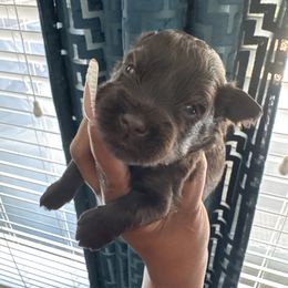 Male 2 - Liver male Miniature Schnauzer puppy in Pearland, Texas from K & S Schnauzers