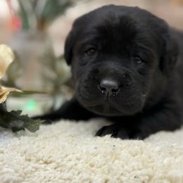 Christmas Star - Black female Labrador Retriever puppy in Dixon, California from Rosslyn Labradors (Rose-Line)