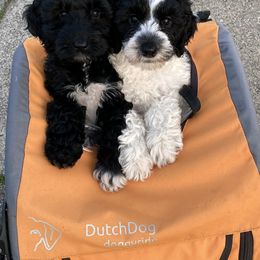 Australian Labradoodle Puppies from Cascade Canyon Labradoodles