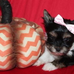 AKC Kala - Black tan and white female Biewer Terrier puppy in Kennesaw, Georgia from Dreamy Pups