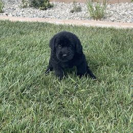 Giant Schnauzer Puppies from Schnauzer Ranch