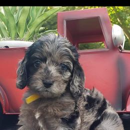 Cockapoo, Cocker Spaniel, and Goldendoodle Puppies from Robbin's Treasures