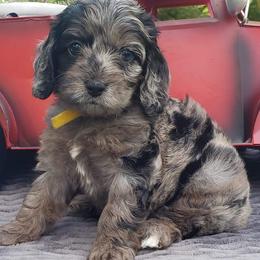 Cockapoo, Cocker Spaniel, and Goldendoodle Puppies from Robbin's Treasures