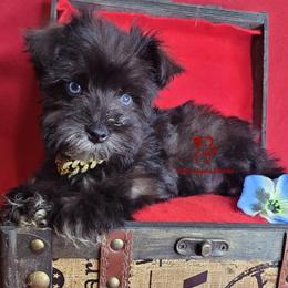 Boy 2 - male Miniature Schnauzer puppy in Fairhope, Alabama from Puppy Sugars Kennels