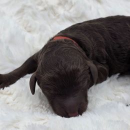 Red - Drew - Brown male Poodle puppy in Copperas Cove, Texas from Poodles of Valor