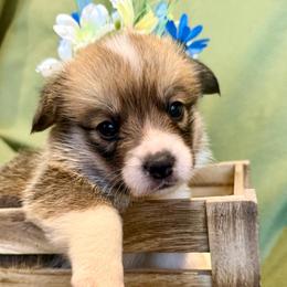 Franco (Aqua Collar) - Red male Pembroke Welsh Corgi puppy in North Charleston, South Carolina from Corgivilla