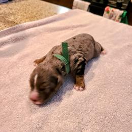 Peppermint Patty-Green - Blue merle female Bernedoodle puppy in Dugway, Utah from Luv4Bernedoodles
