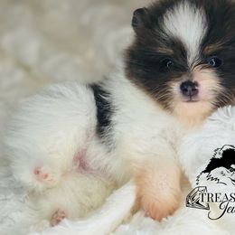 Chico - Blue parti male Pomeranian puppy in Shepherd, Texas from Treasured Jewels Pomeranians