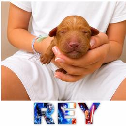 REY - Red  female Goldendoodle puppy in Minneapolis, Minnesota from The Golden Roo