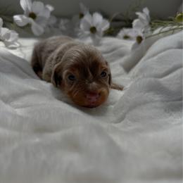 Mary Ann - Fawn (isabella) and tan female Dachshund puppy in San Diego, California from Enchantables