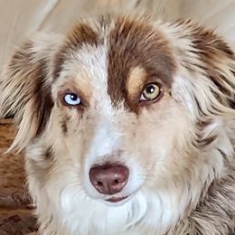 Miniature Australian Shepherds from Restabitaussies